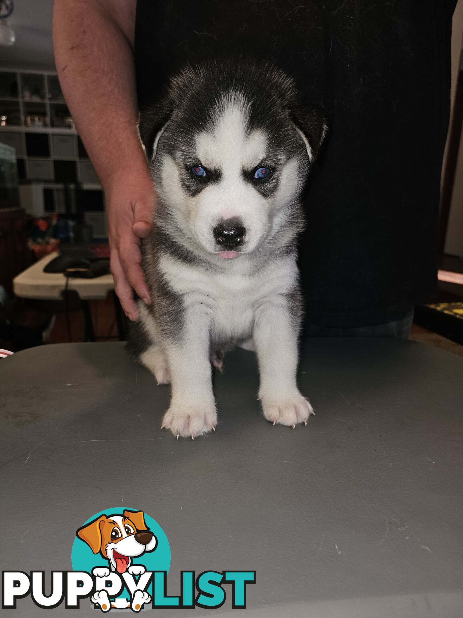 Siberian Husky Puppies ready 14th feb