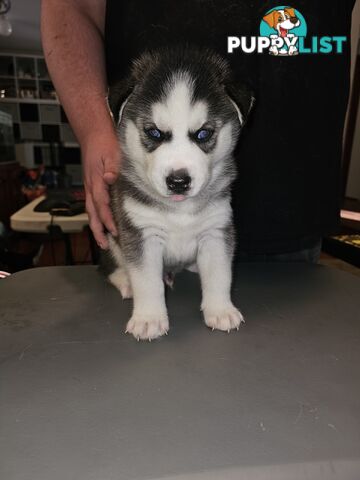 Siberian Husky Puppies ready 14th feb