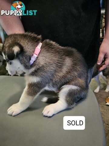 Siberian Husky Puppies ready 14th feb