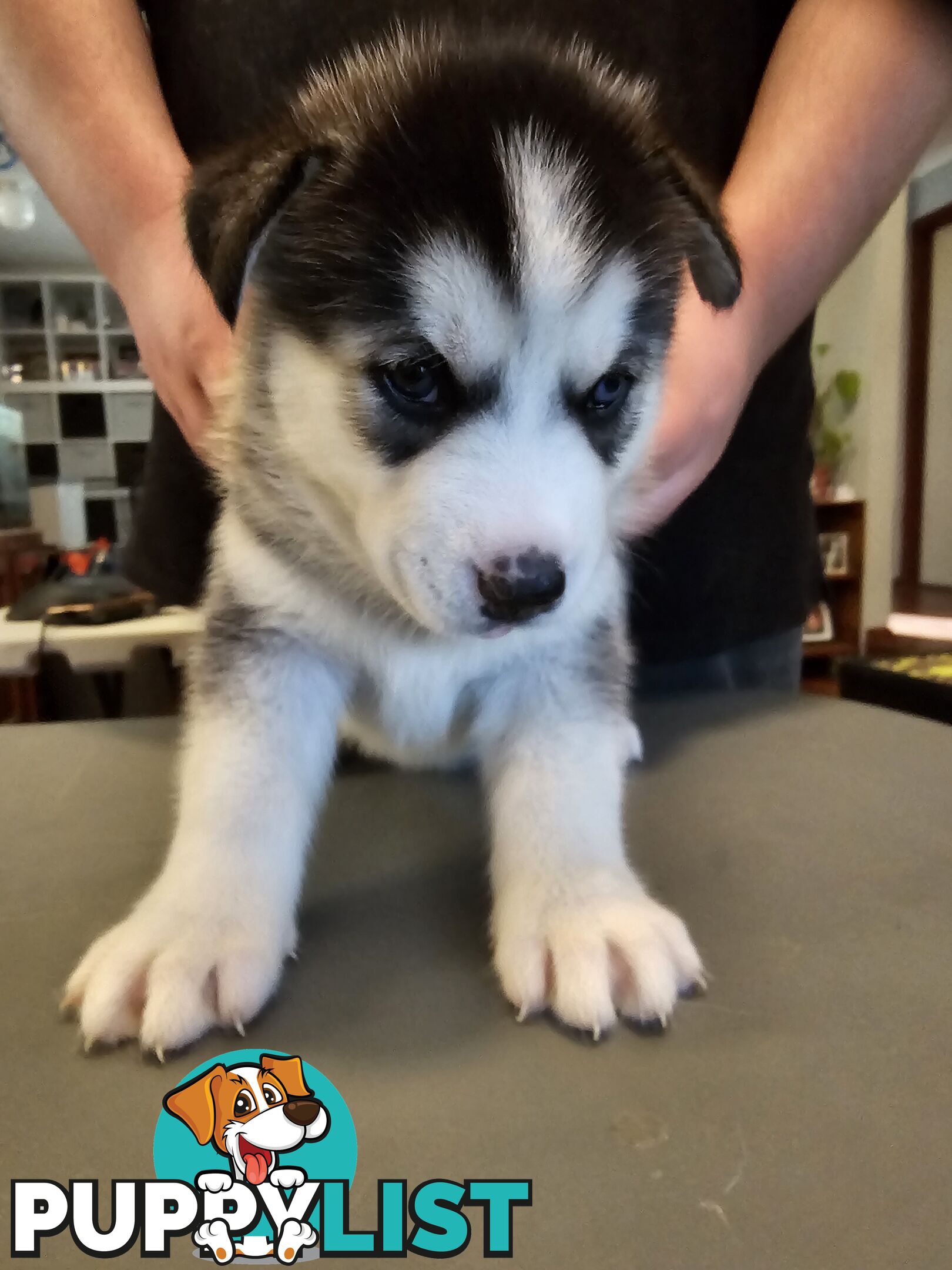 Siberian Husky Puppies ready 14th feb