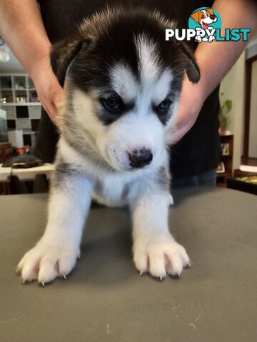 Siberian Husky Puppies ready 14th feb