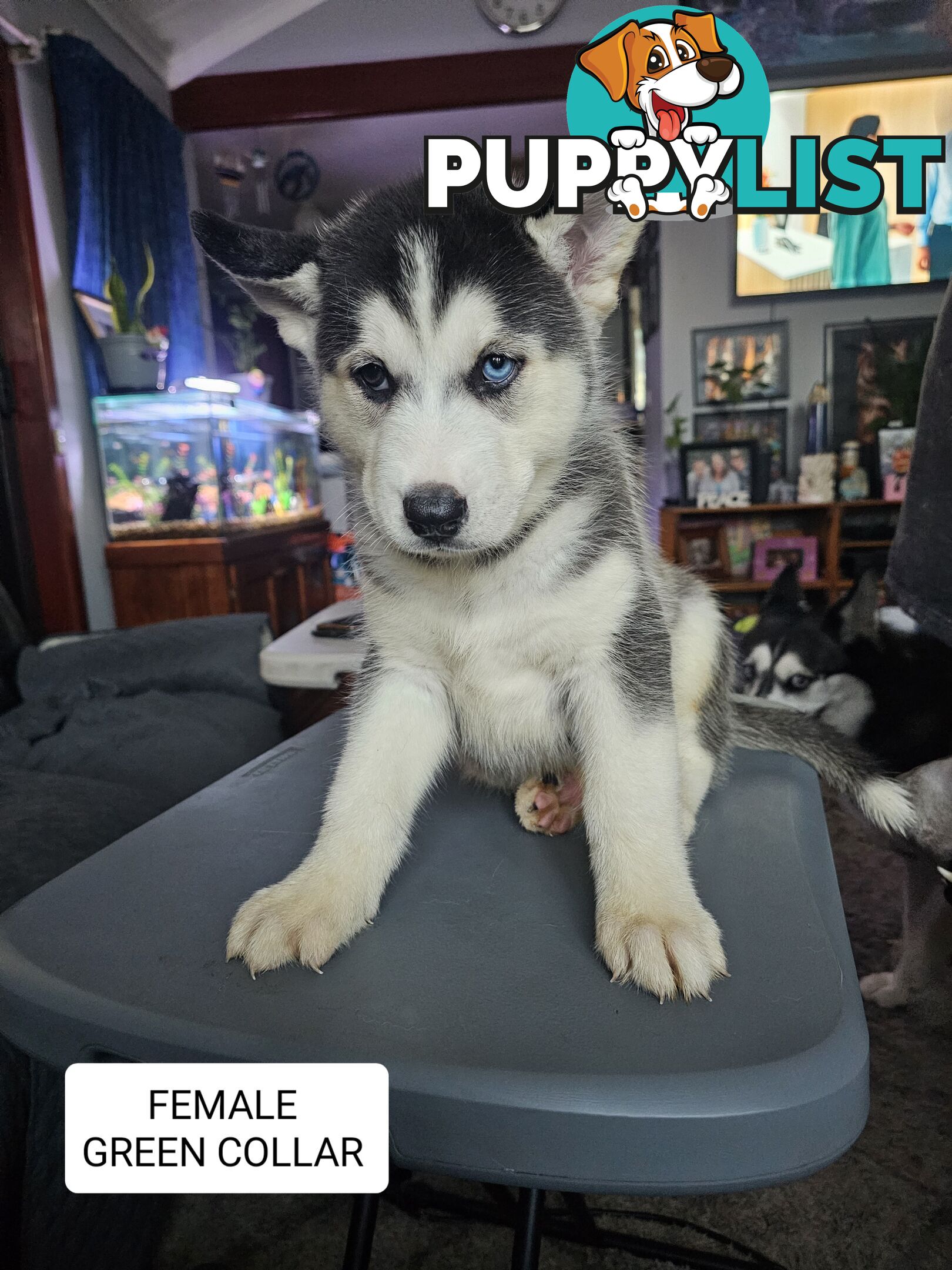 Siberian Husky Puppies ready 14th feb