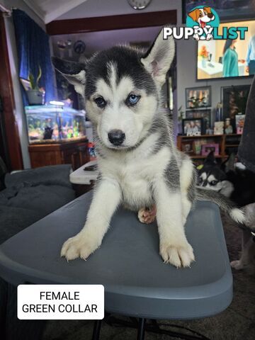 Siberian Husky Puppies ready 14th feb