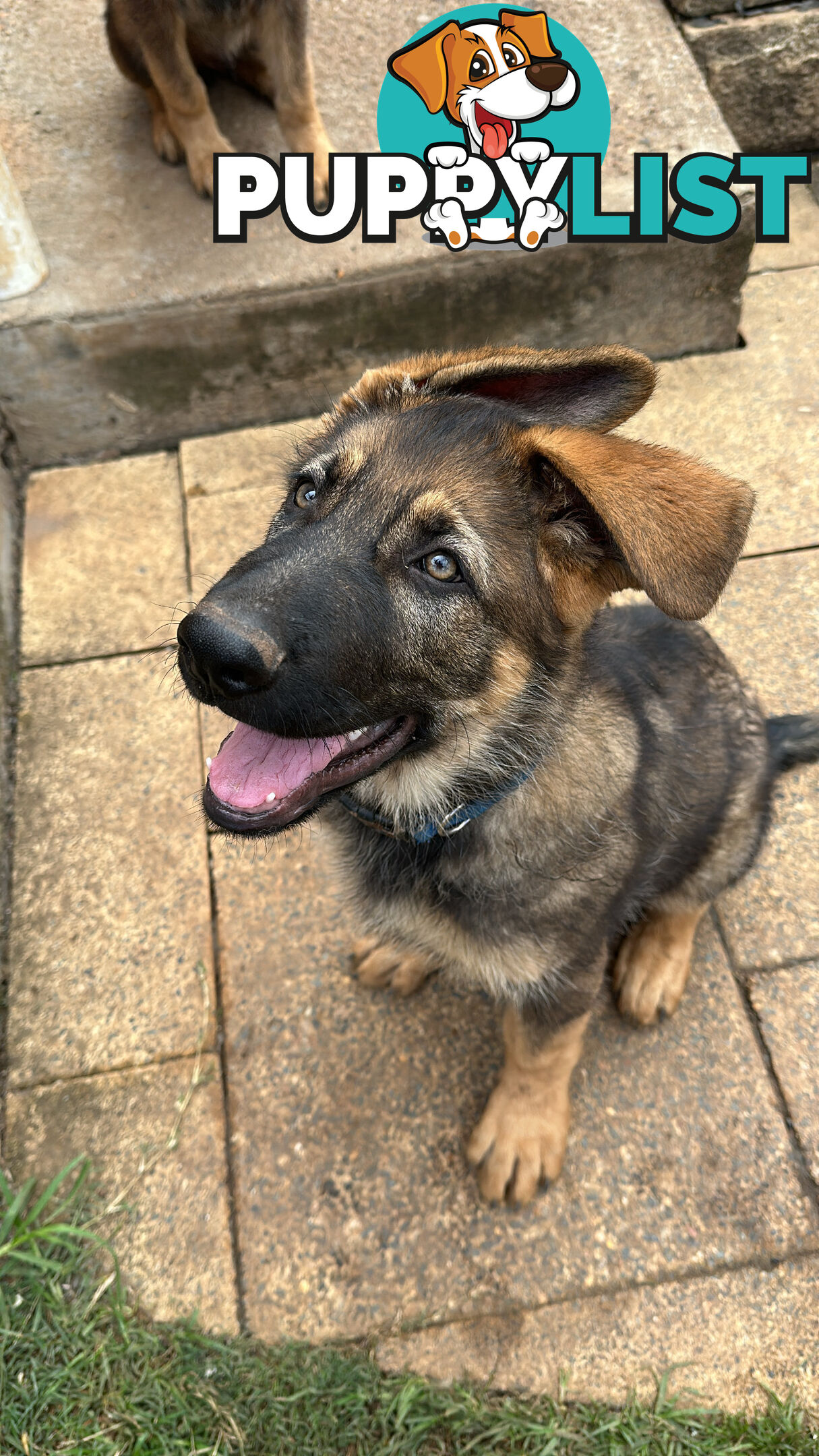 German Shepherd Puppies