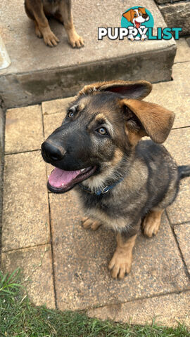 German Shepherd Puppies