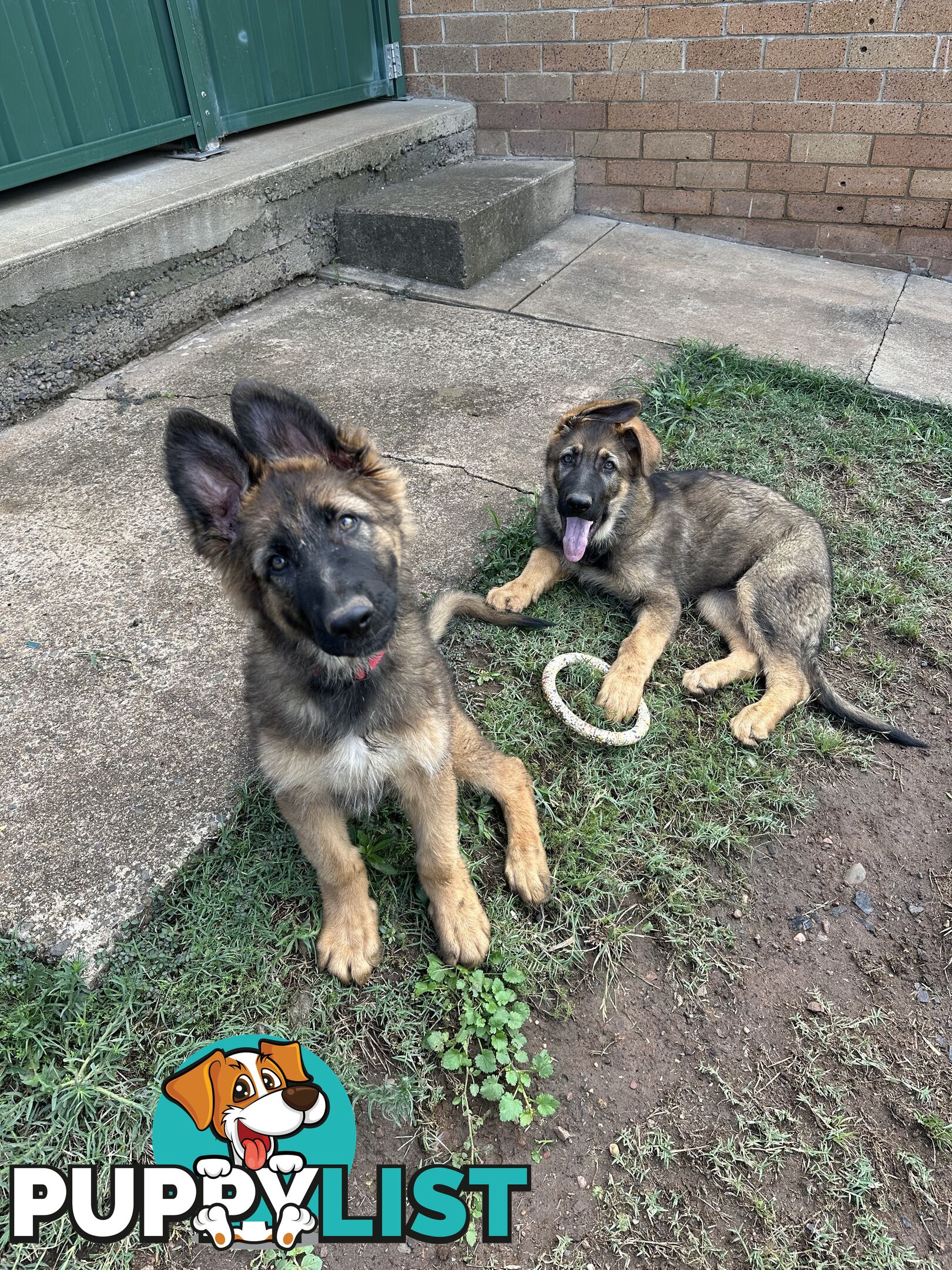 German Shepherd Puppies