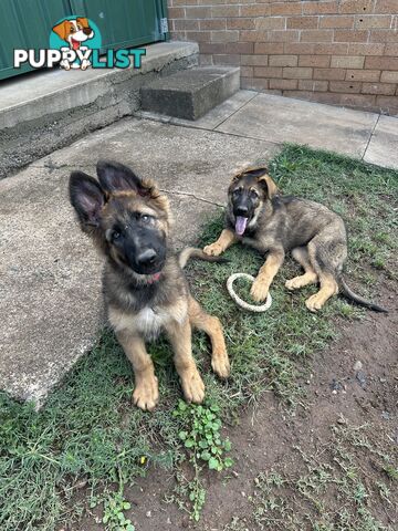 German Shepherd Puppies