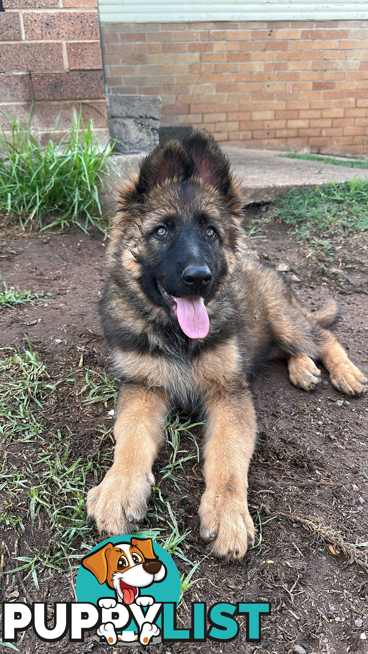 German Shepherd Puppies