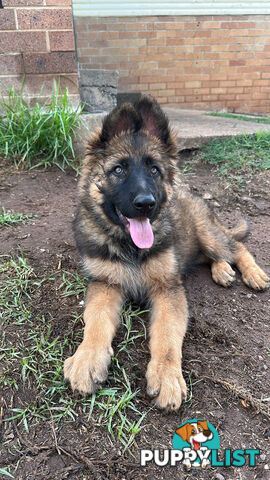 German Shepherd Puppies