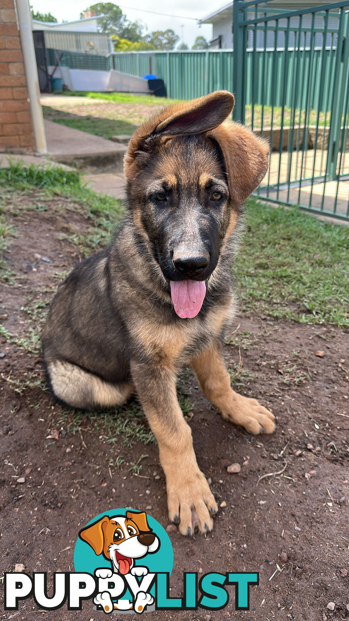 German Shepherd Puppies