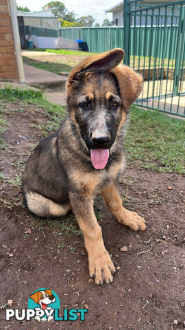 German Shepherd Puppies