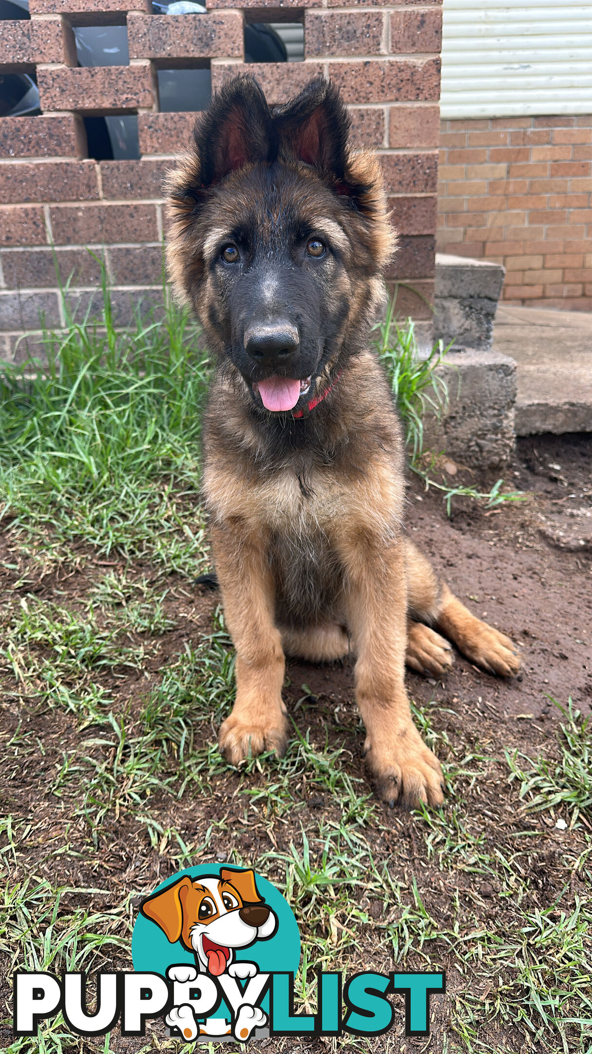 German Shepherd Puppies