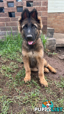 German Shepherd Puppies