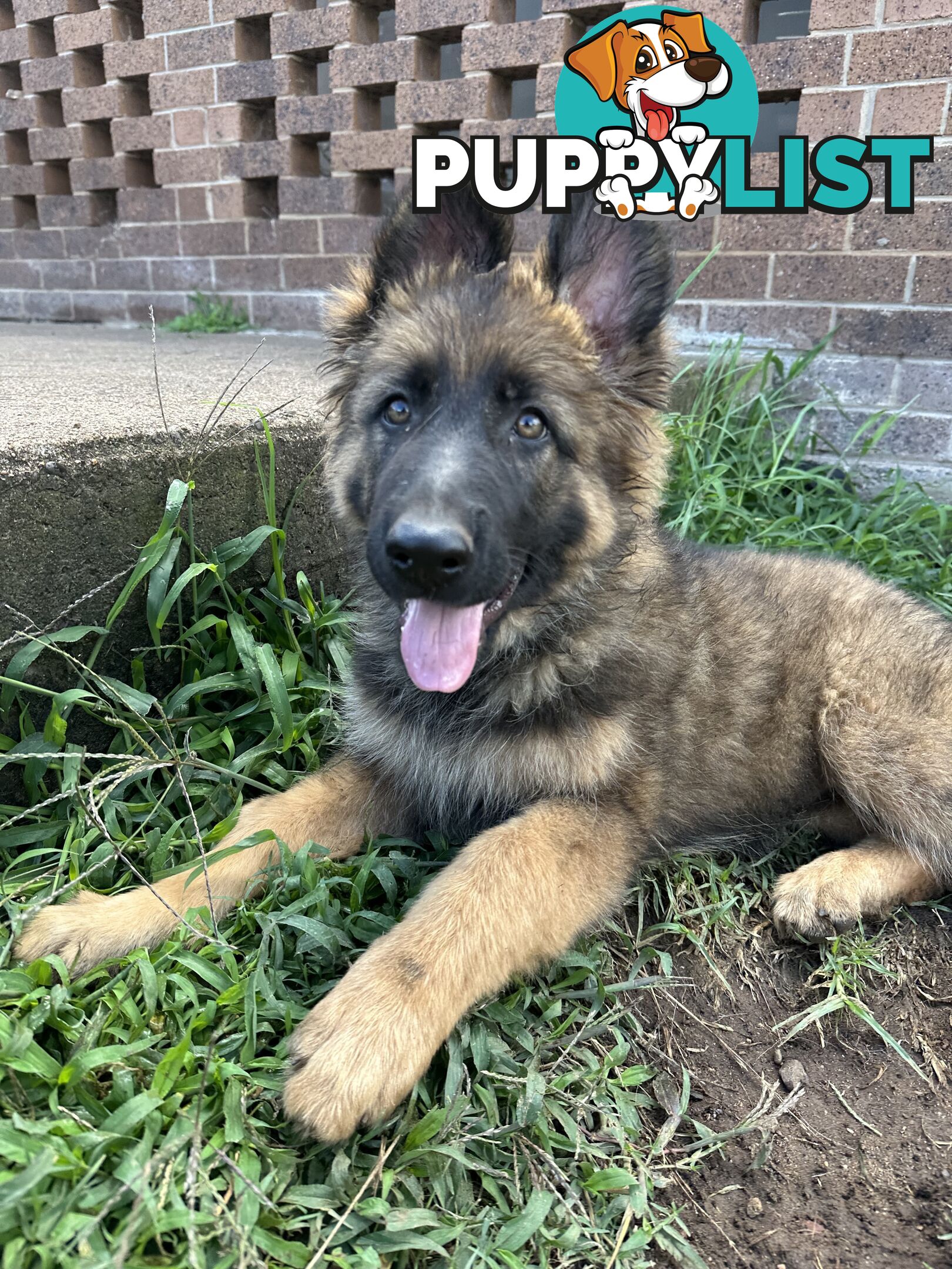 German Shepherd Puppies