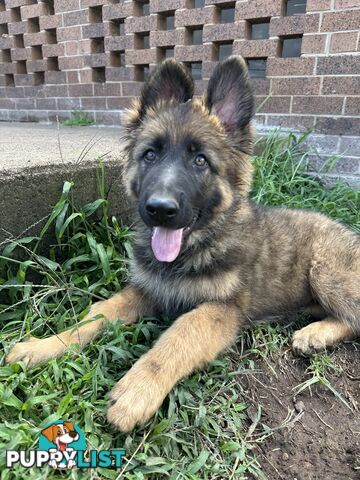 German Shepherd Puppies