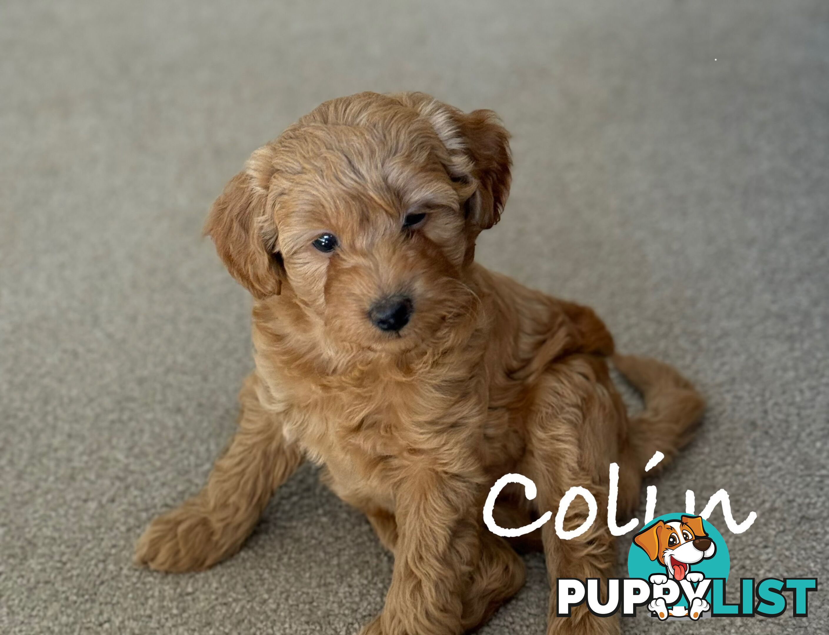 Moodle Puppies ready now for rehoming with forever family