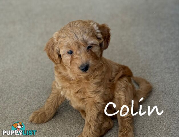 Moodle Puppies ready now for rehoming with forever family