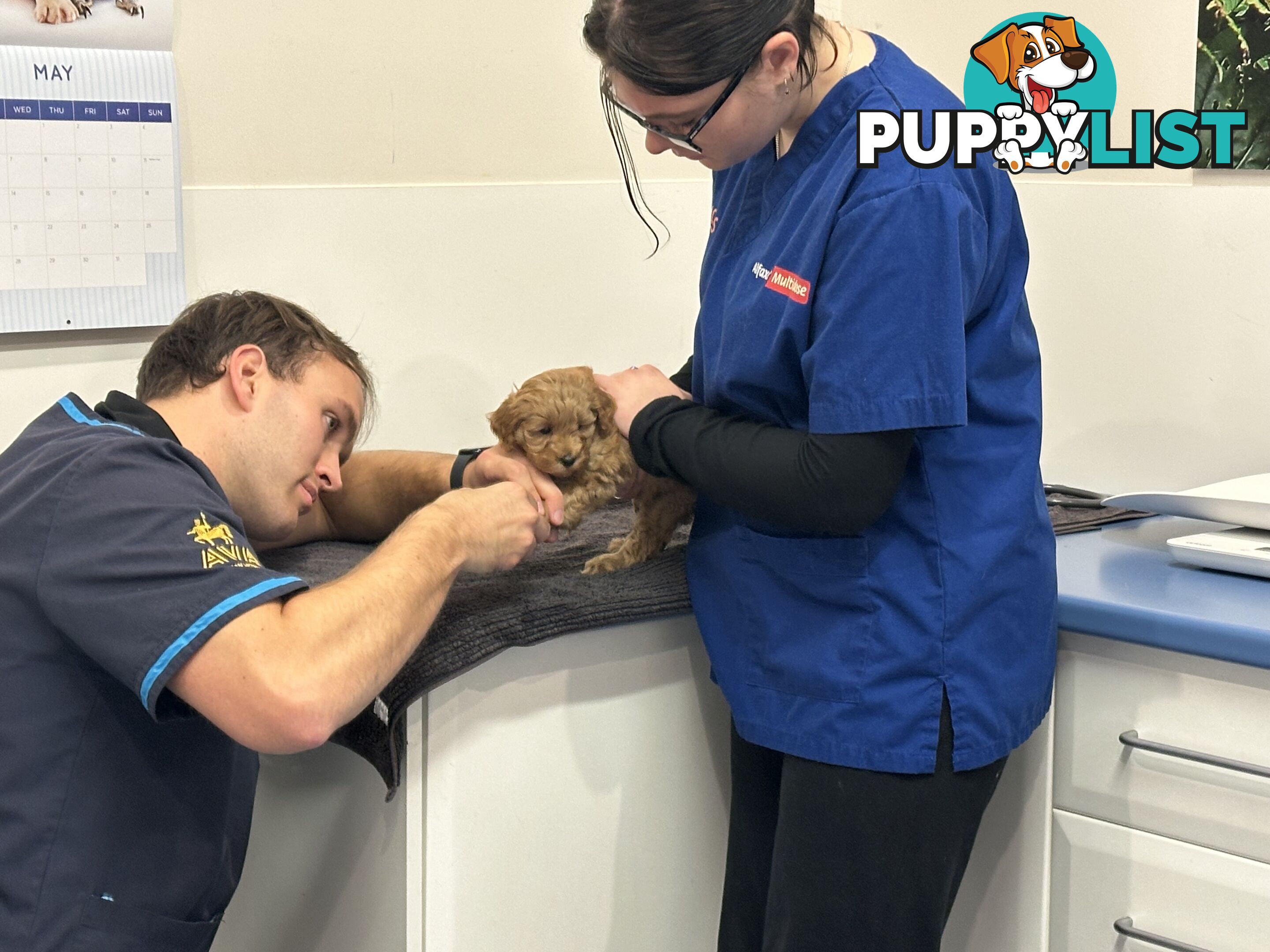 Moodle Puppies ready now for rehoming with forever family