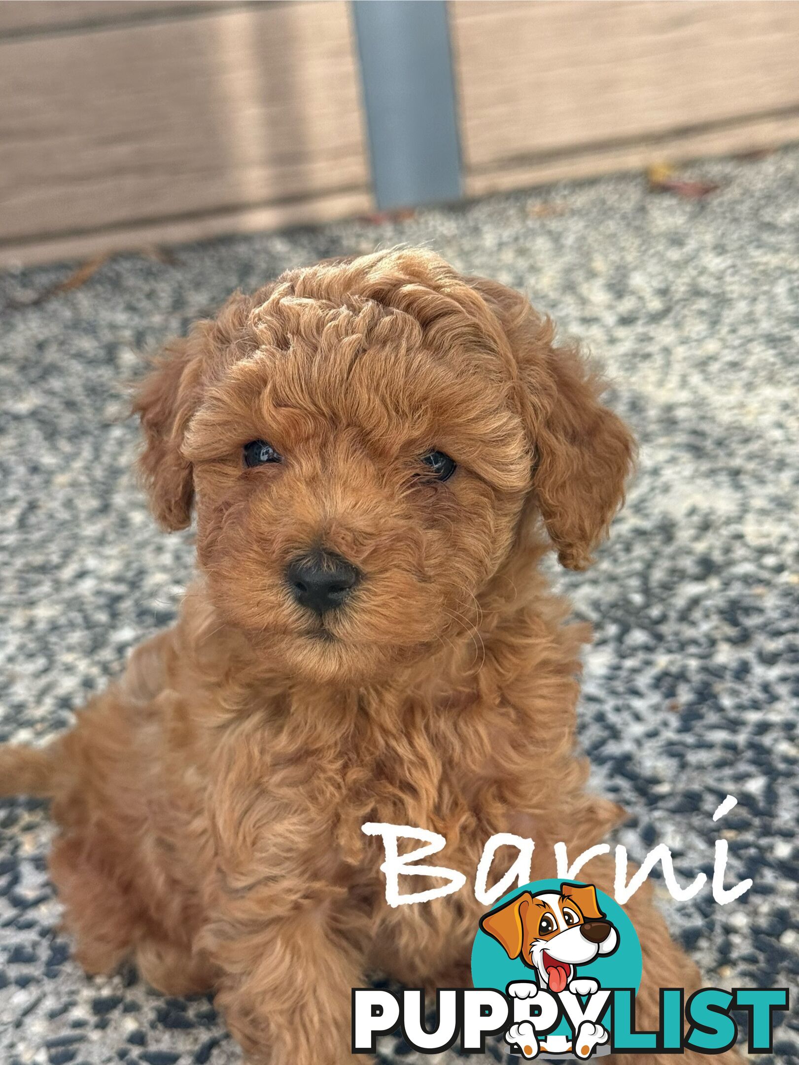 Moodle Puppies ready now for rehoming with forever family