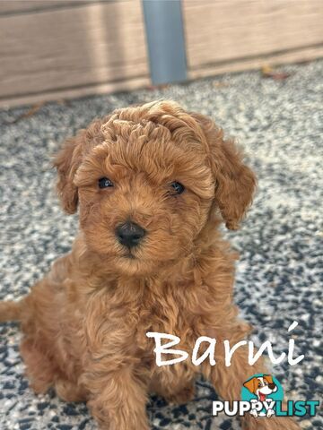 Moodle Puppies ready now for rehoming with forever family