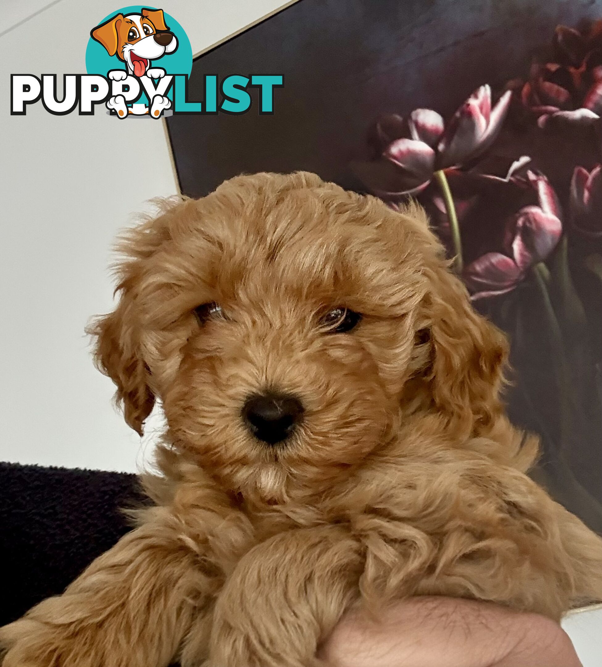 Moodle Puppies ready now for rehoming with forever family