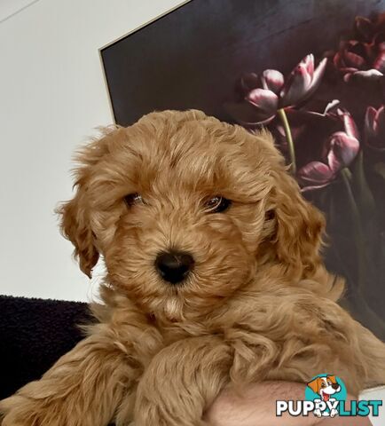 Moodle Puppies ready now for rehoming with forever family