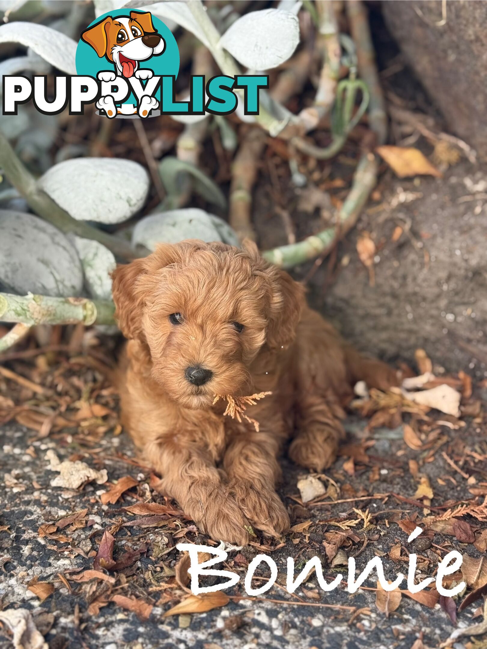 Moodle Puppies ready now for rehoming with forever family