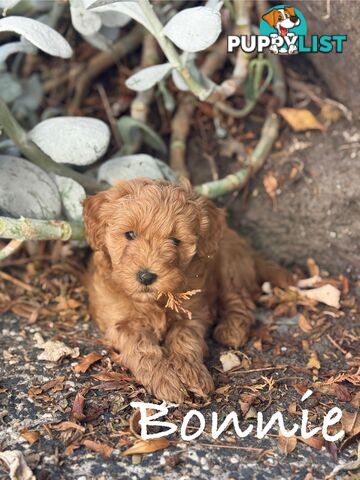 Moodle Puppies ready now for rehoming with forever family