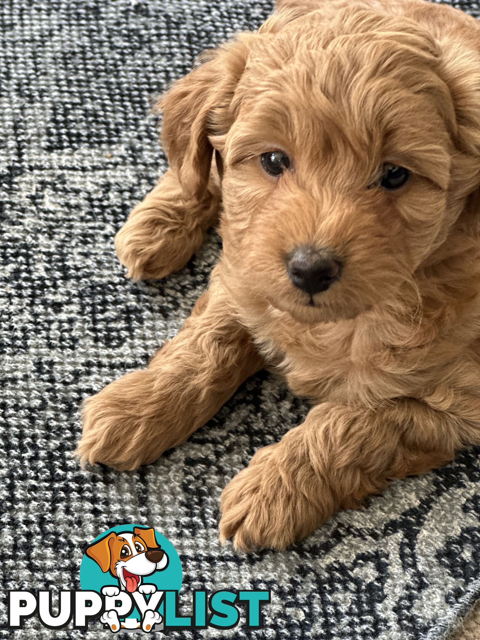 Moodle Puppies ready now for rehoming with forever family