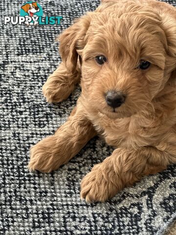 Moodle Puppies ready now for rehoming with forever family