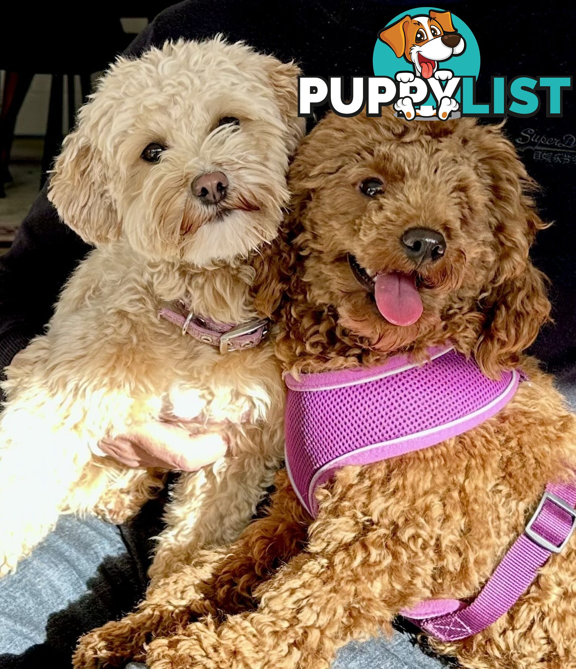 Moodle Puppies ready now for rehoming with forever family