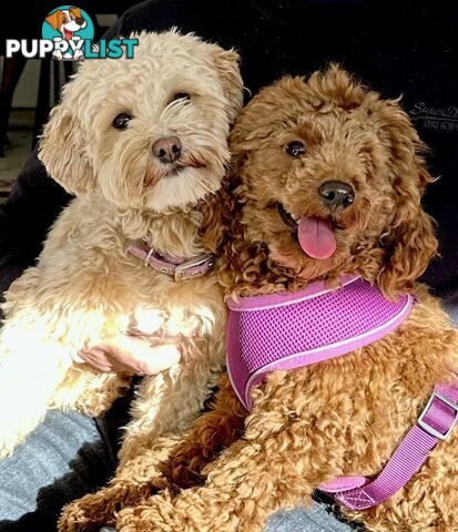 Moodle Puppies ready now for rehoming with forever family
