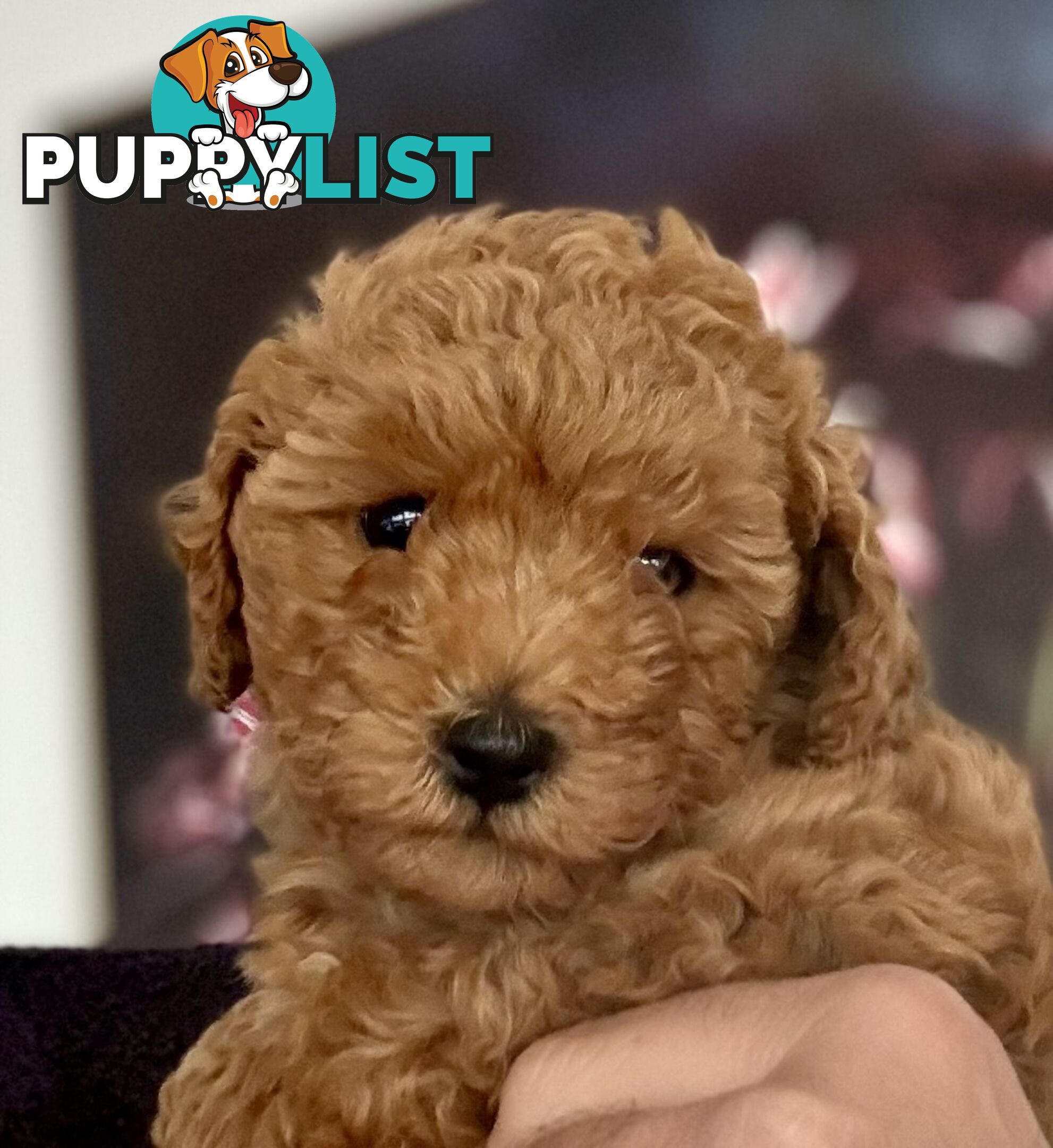 Moodle Puppies ready now for rehoming with forever family