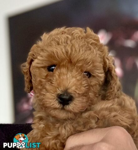 Moodle Puppies ready now for rehoming with forever family