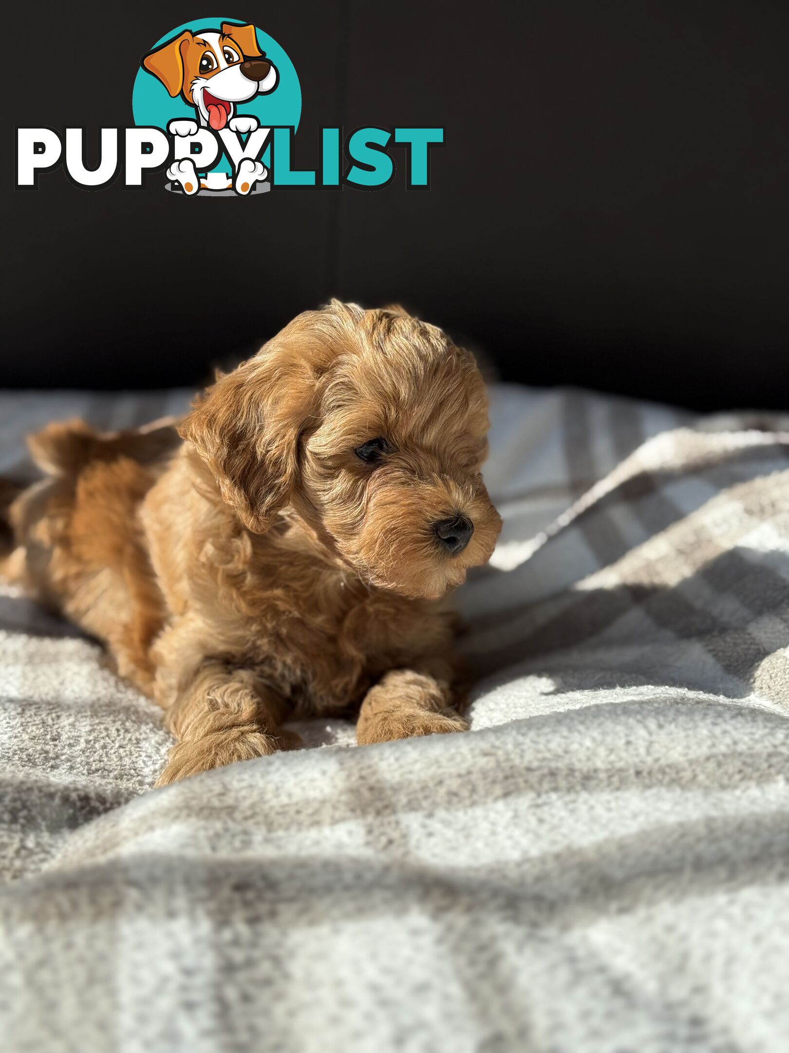 Moodle Puppies ready now for rehoming with forever family