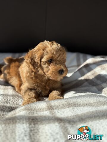 Moodle Puppies ready now for rehoming with forever family