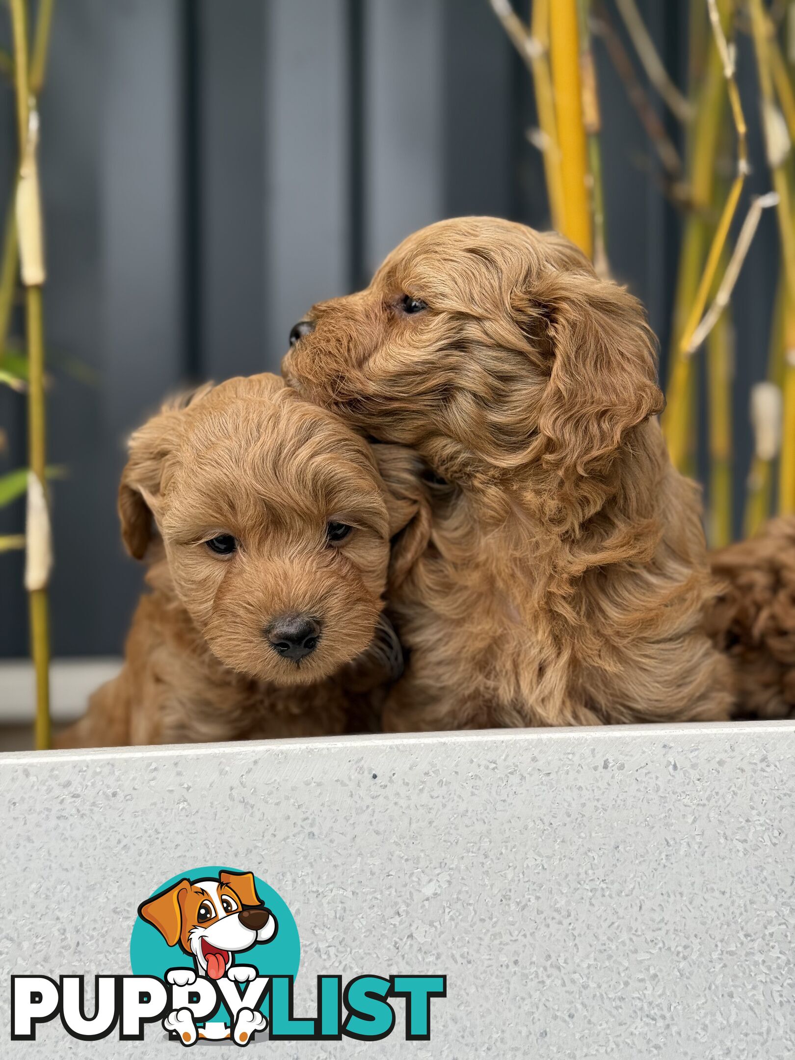 Moodle Puppies ready now for rehoming with forever family