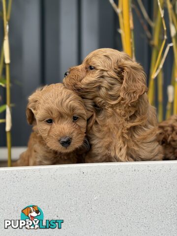 Moodle Puppies ready now for rehoming with forever family