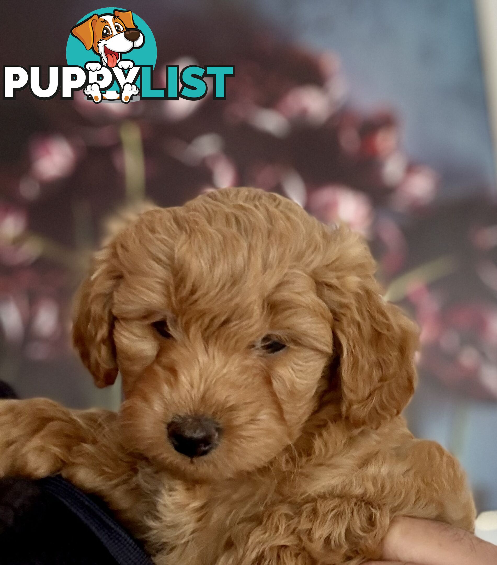 Moodle Puppies ready now for rehoming with forever family