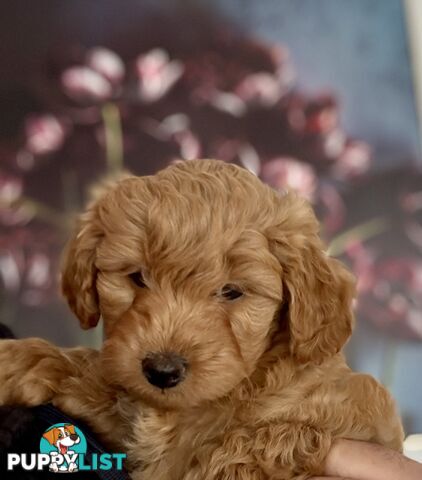Moodle Puppies ready now for rehoming with forever family