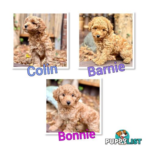 Moodle Puppies ready now for rehoming with forever family