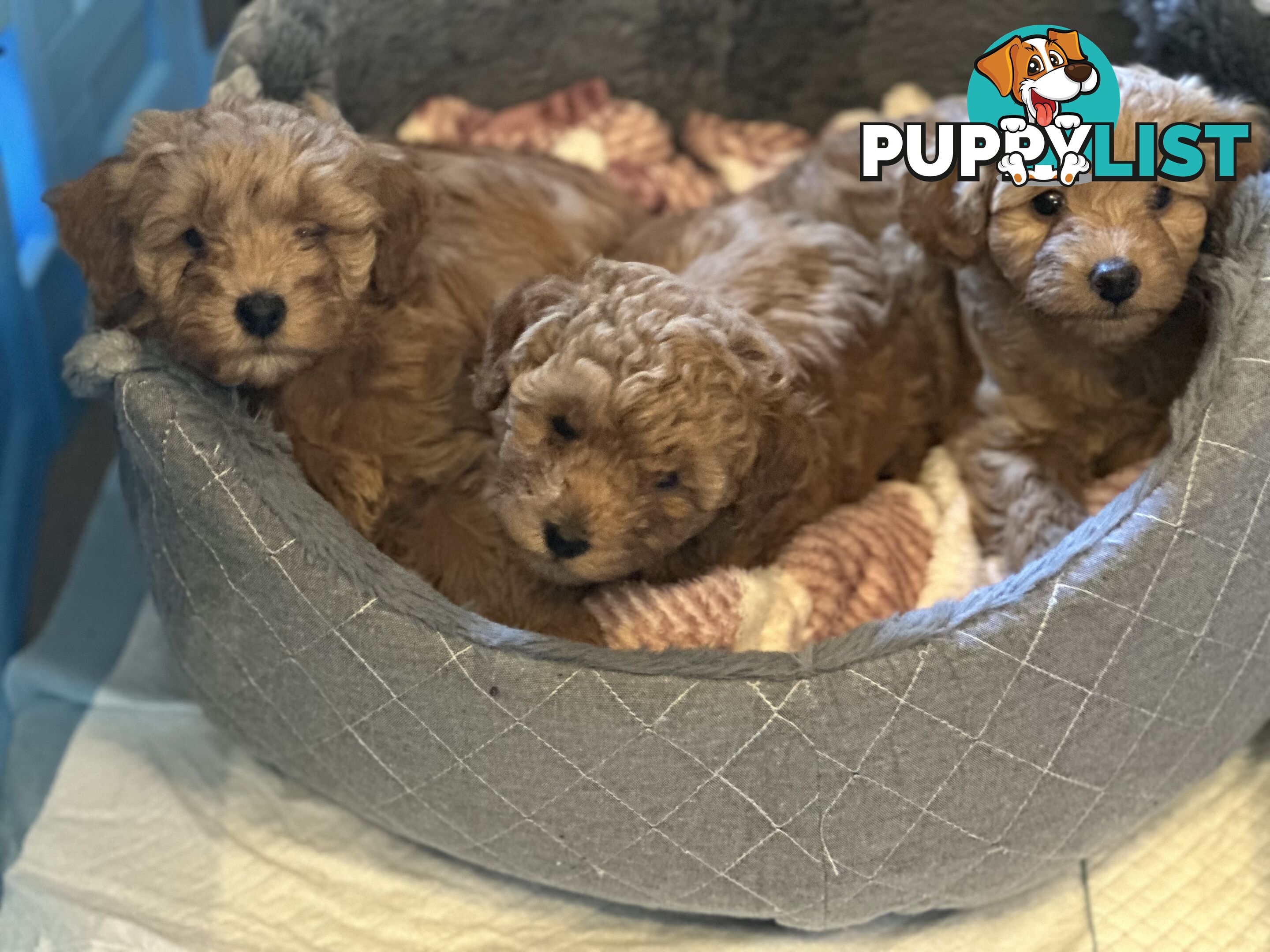 Moodle Puppies ready now for rehoming with forever family