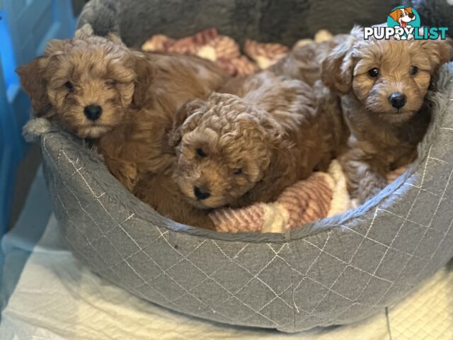 Moodle Puppies ready now for rehoming with forever family
