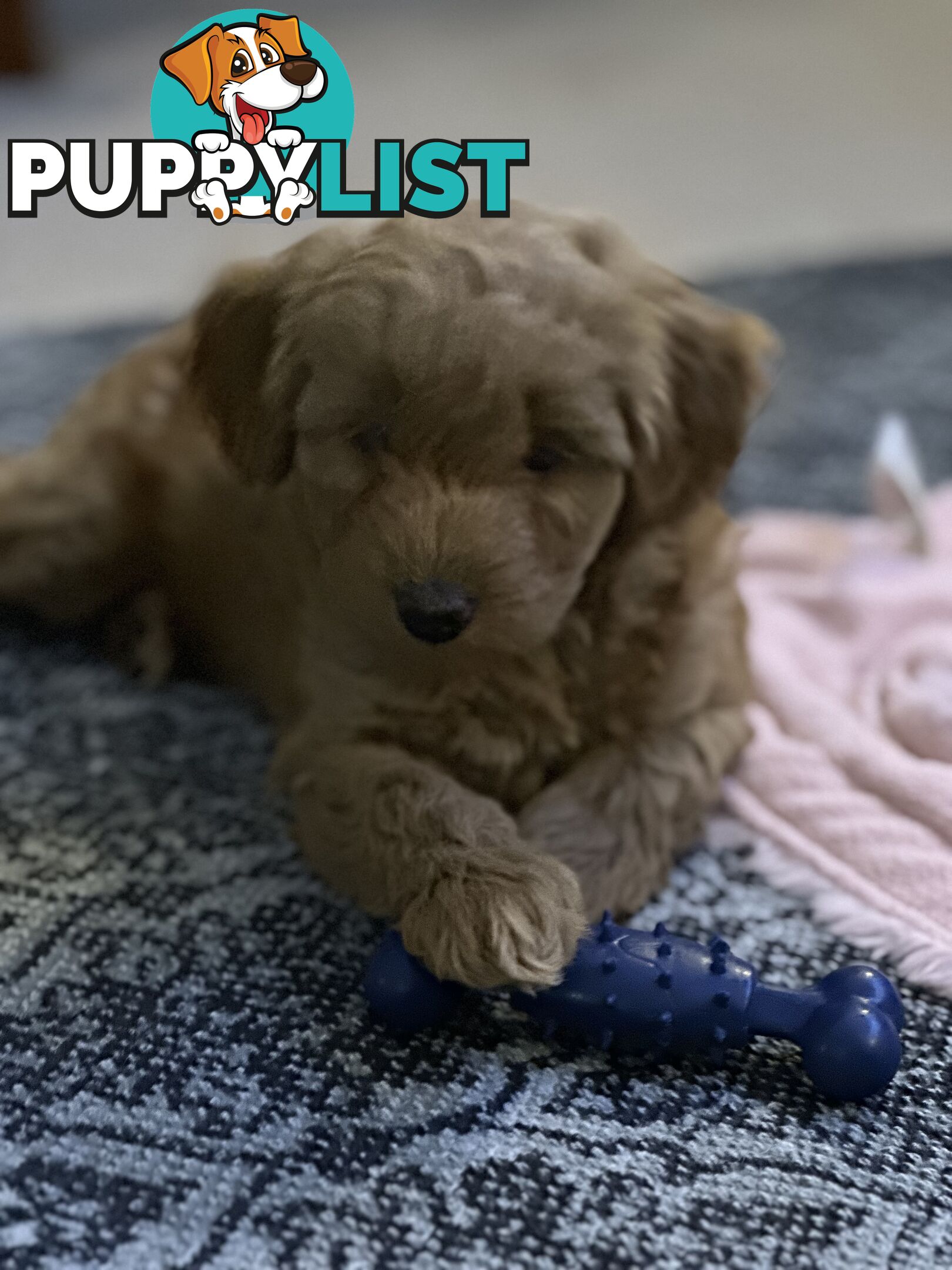 Moodle Puppies ready now for rehoming with forever family