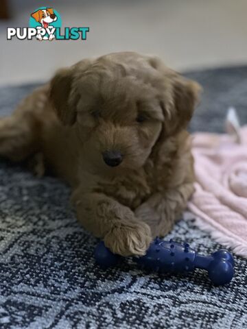 Moodle Puppies ready now for rehoming with forever family