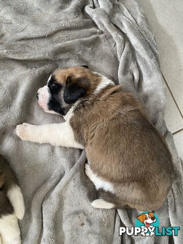 Saint Bernard