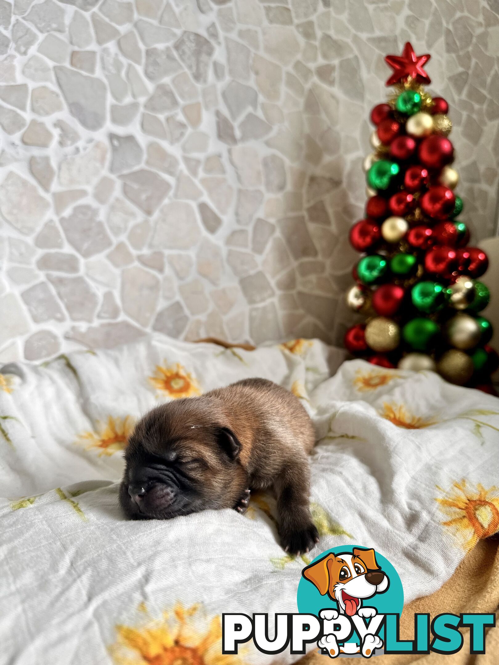 Chow Chow Puppies