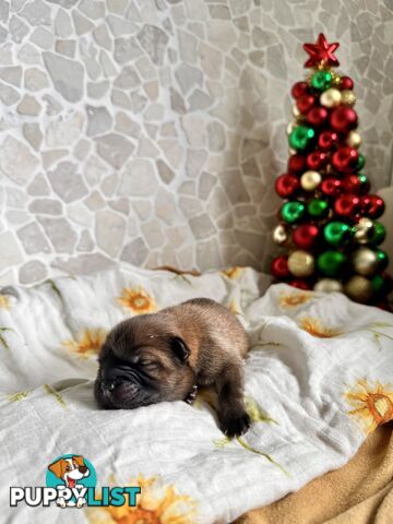 Chow Chow Puppies