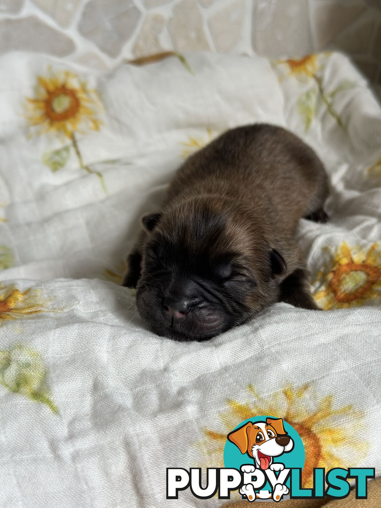 Chow Chow Puppies