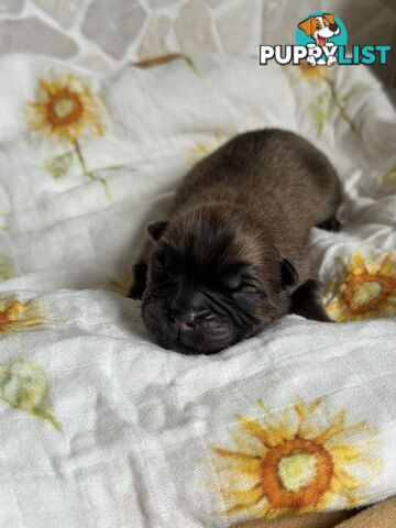 Chow Chow Puppies